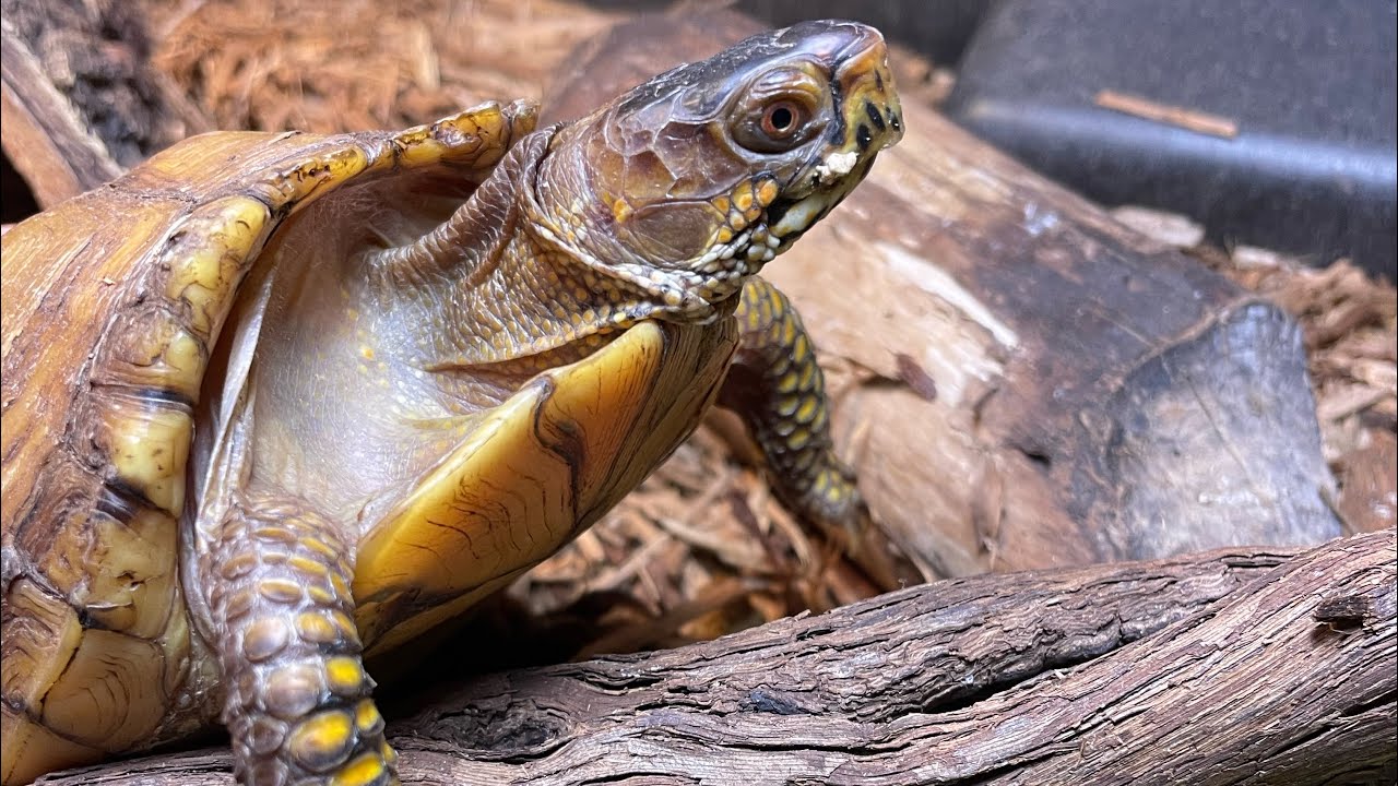 Three Toed Box Turtle Enclosure Set Up!