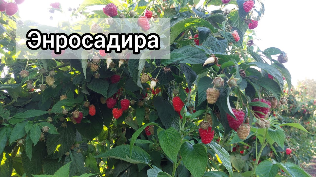 Малина Энросадира