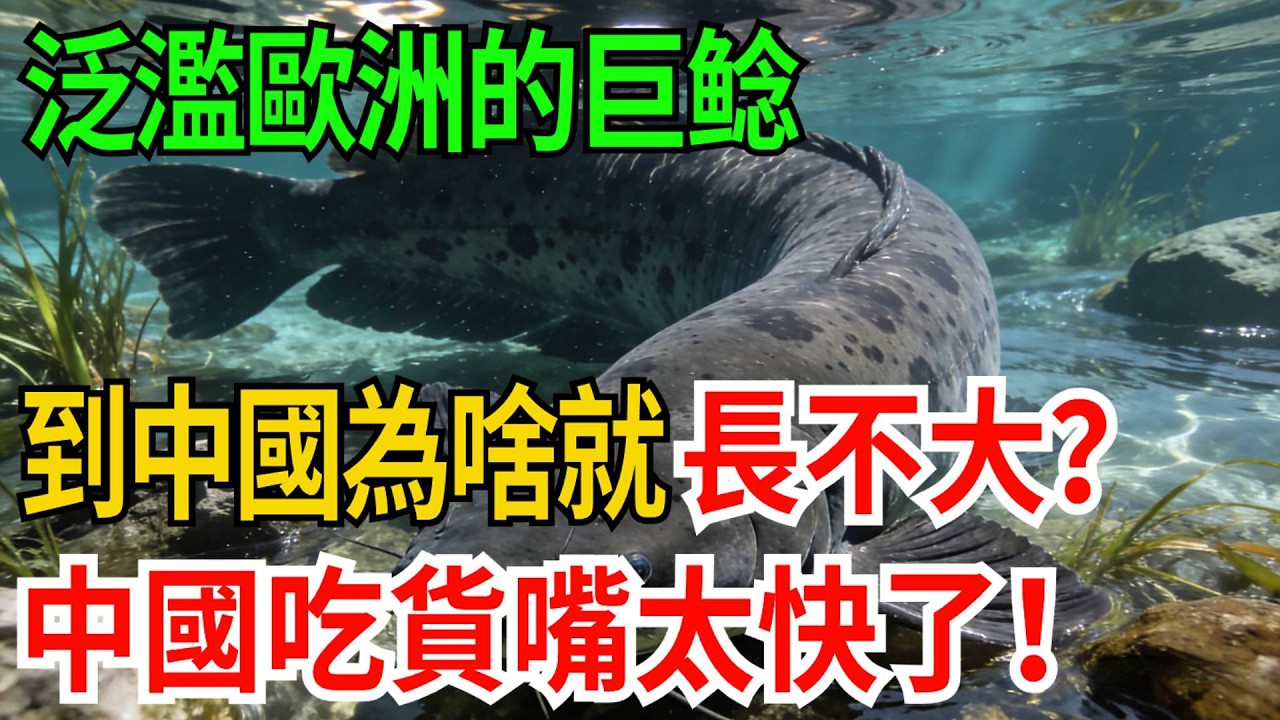泛濫歐洲的巨鲶，到中國為啥就&ldquo;長不大&rdquo;？原因很簡單：中國人嘴太快了！【觀勢經緯】#科普#世界之最 #出類拔萃 #top10#歐洲巨鲶 #物種入侵 #中外對比 #吃貨的力量 #生態反思