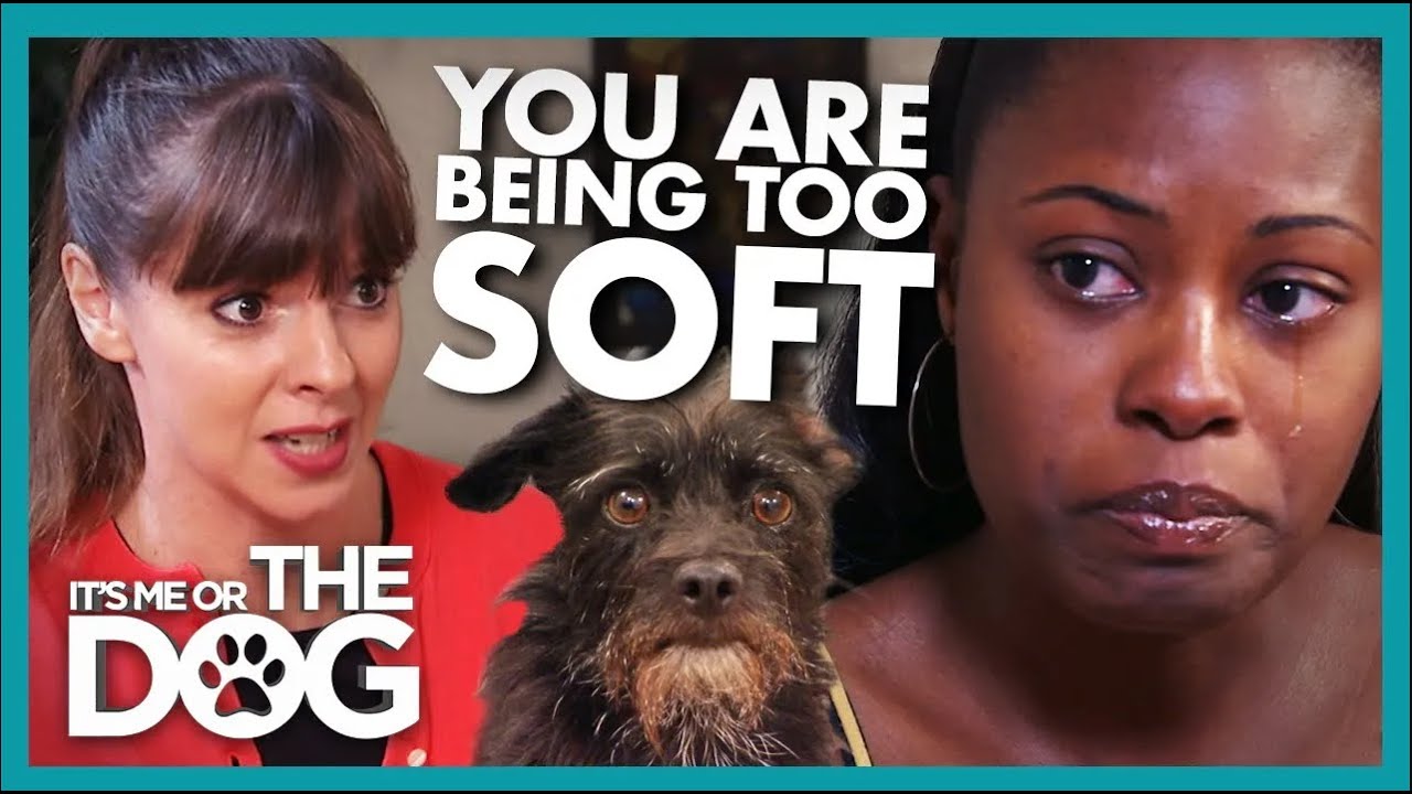 Mom Keeps on Adopting Out-of-Control Stray Dogs😱 | It's Me or the Dog