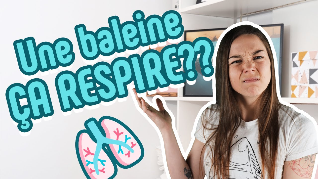1 - Deviens Expert Requin/Baleine - La Respiration !