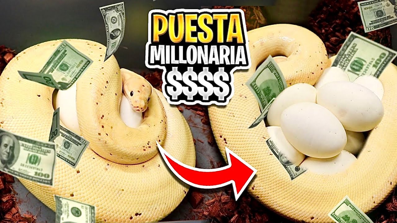 Puesta Prometedora (Pueden Salir Cosas Increíbles)