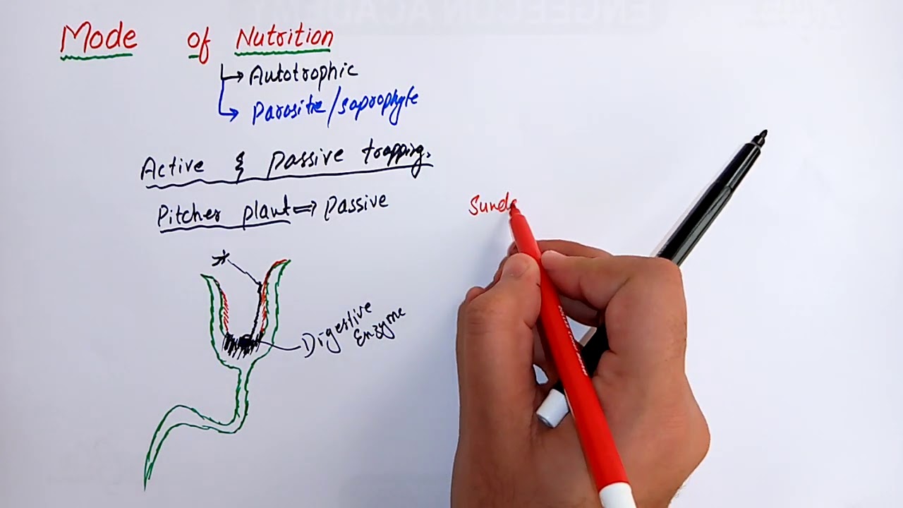 Mode of nutrition in plants : Form & Function in plants