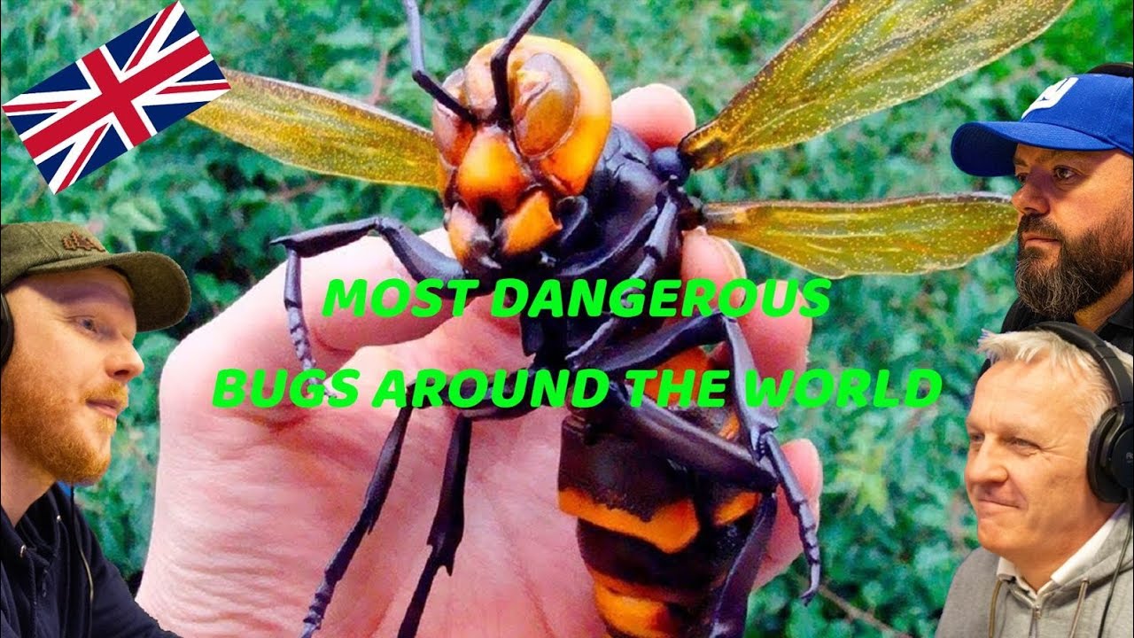 Most DANGEROUS Bugs Around The World! REACTION!! | OFFICE BLOKES REACT!!
