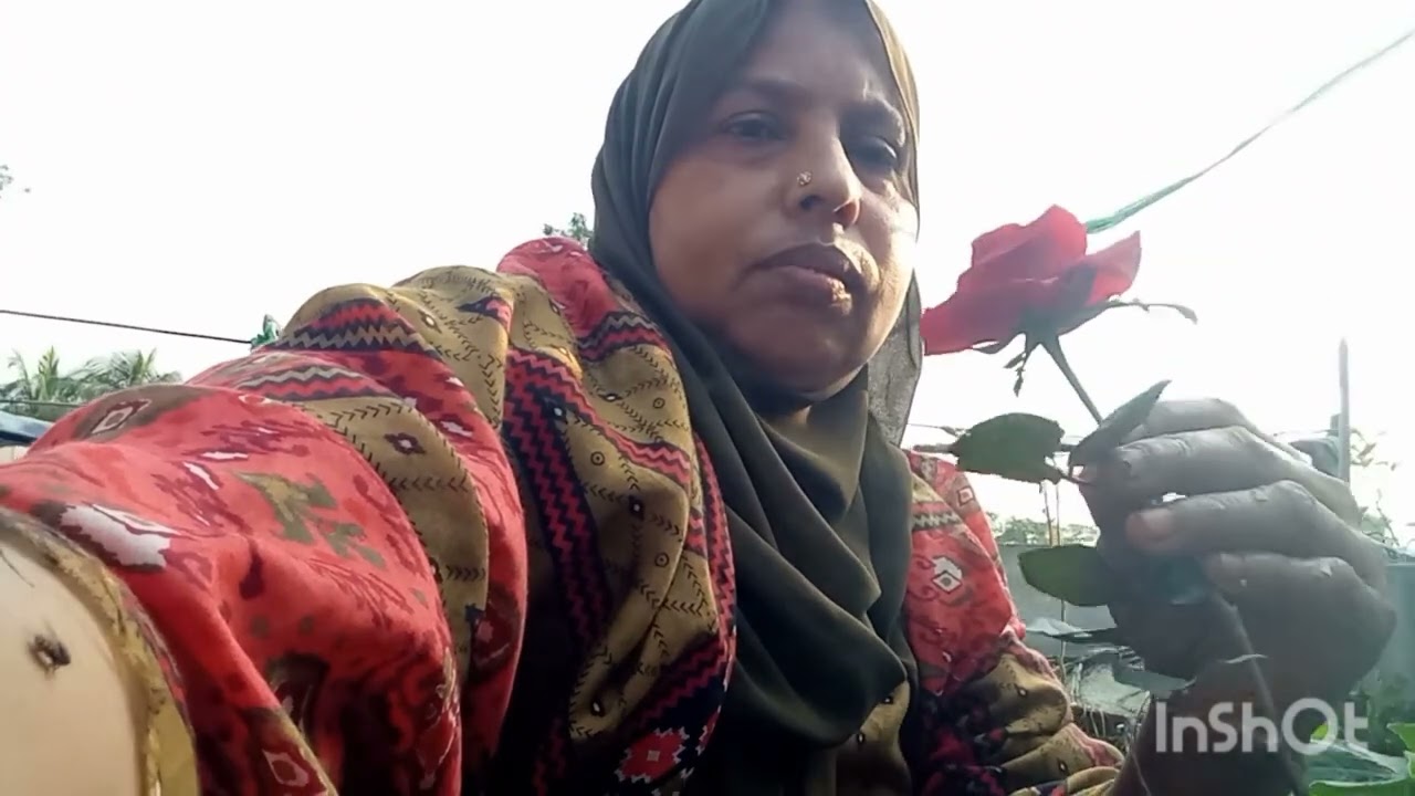 হাজার রকমের গোলাপ ফুল
