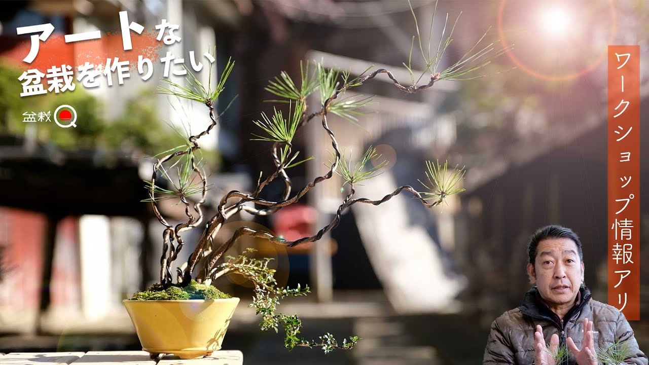 固定概念をぶっ壊す⁉アートな盆栽を作りたい。【盆栽Q】