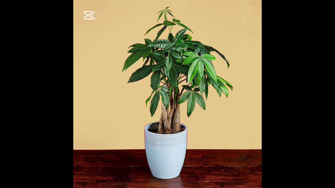 Does the “Money Tree” Really Bring Wealth Into Your Home? #flowers #moneytree  #aloevera
