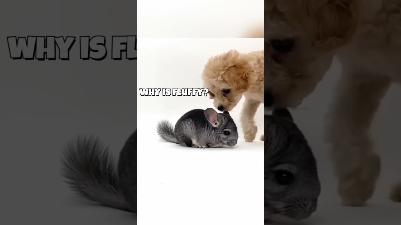 Puppies meeting animals for the first time- full video above￼ #animals #wholesome
