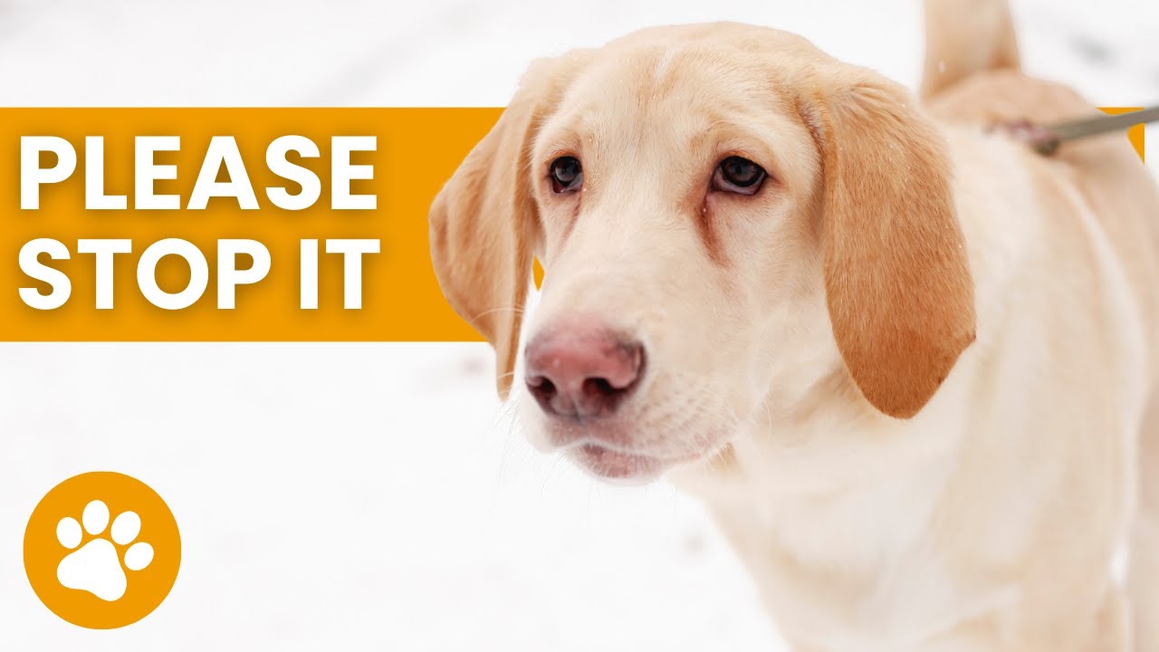12 Things Dogs Hate And Wish You'd Stop Doing
