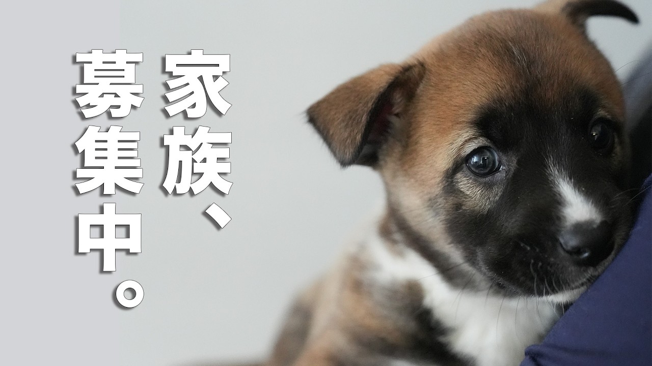 野犬の子犬4匹、里親募集と社会化をはじめました。