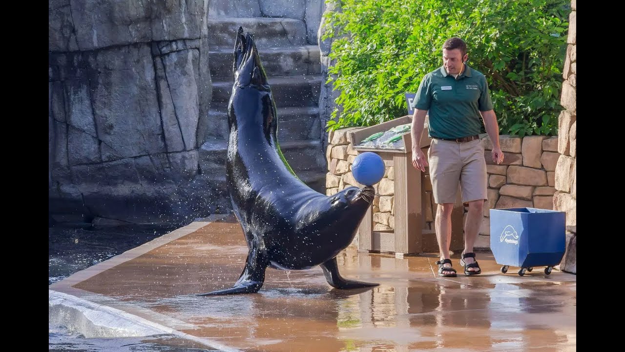 Sea lion show - Dolfinarium Netherlands