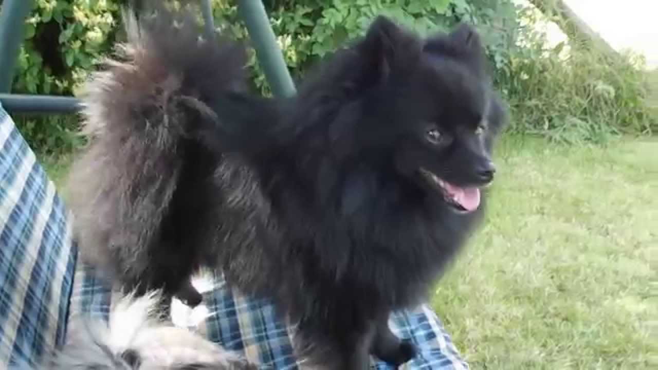 016 GERMAN SPITZ KLEIN