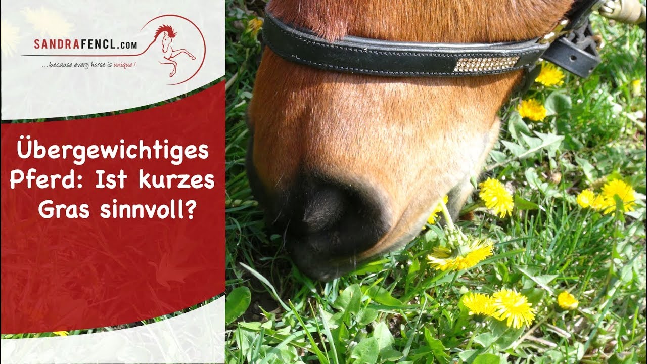 Übergewichtiges Pferd: Ist kurzes Gras sinnvoll?