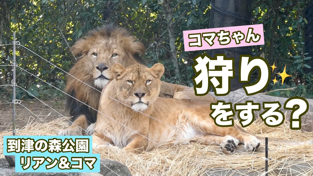 【獲物見つけた！】リアン君と気まずくなったコマちゃん気分転換できたかな？