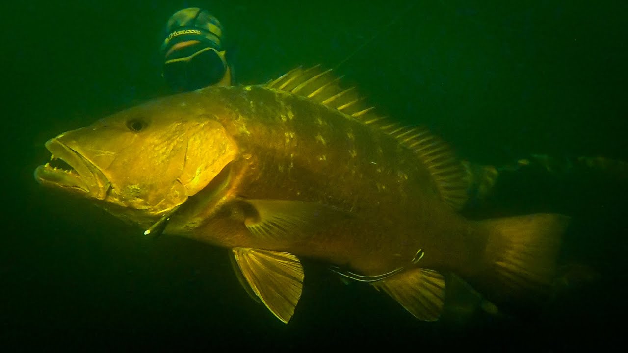 SNAPPERS and GROUPERS on REEF LEDGES