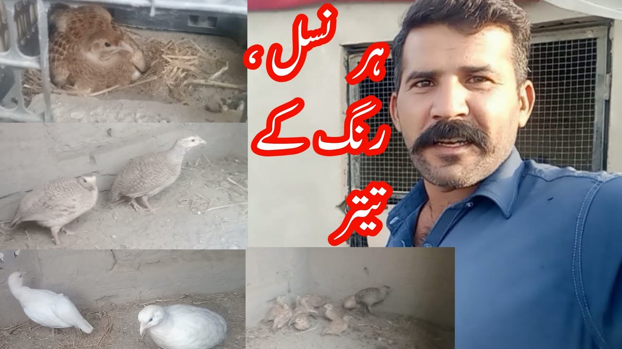 White Teetar | Silver Teetar | irani teetar chicks | silver teetar chicks | dakhni teetar pair