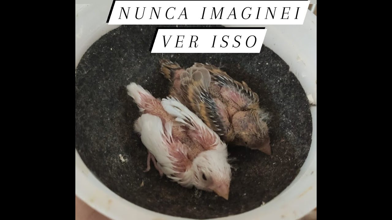 Cara, Nasceram filhotes de Pintagol (Cria de Mineirinho)..E Agora?Pintagol é Fertil? Mito ou Verdade