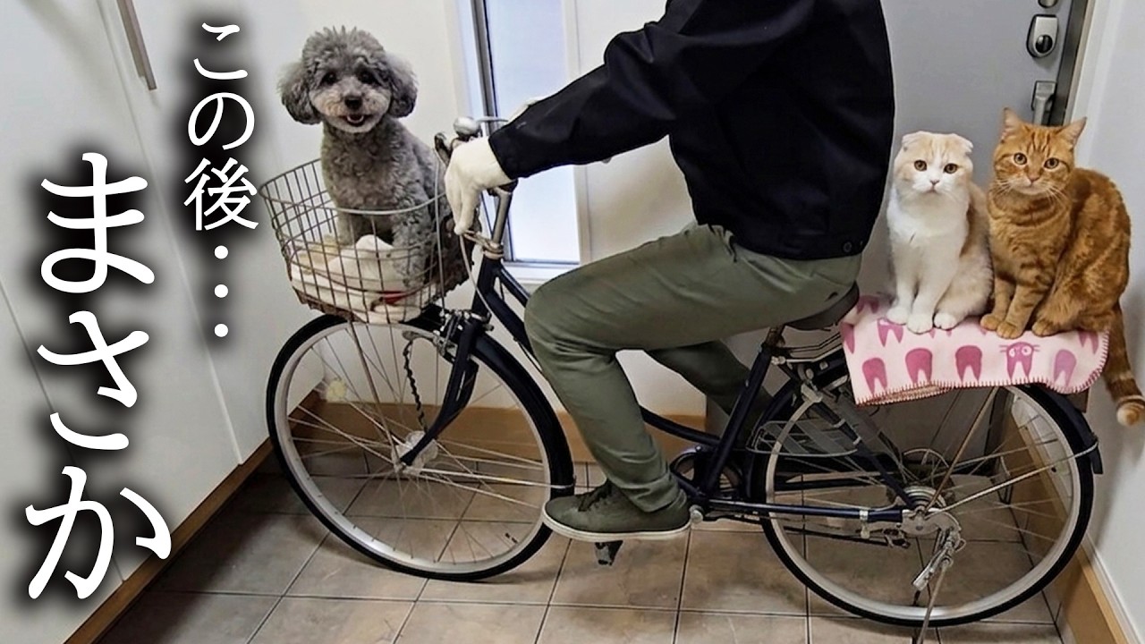 生まれて初めて犬と猫がサイクリングした結果こうなった...