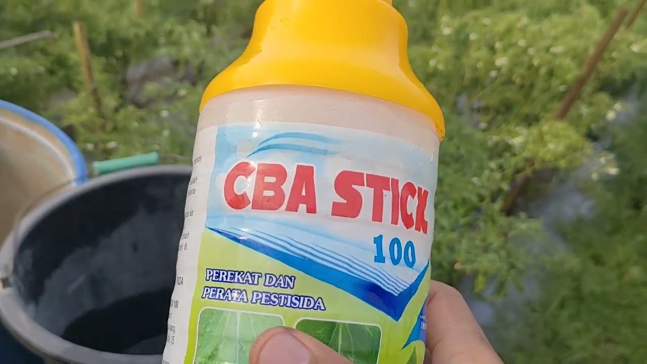 CMK LOLAY 69 SEMPROT PERAWATAN.. 160 HST..