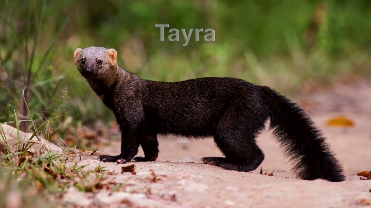 The Tyra: In the Trees and on the Ground