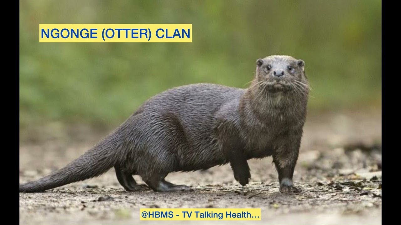 ABAZIRA NGONGE (Otter Clan) @hbms-tvtalkinghealth5218 #buganda #kabaka