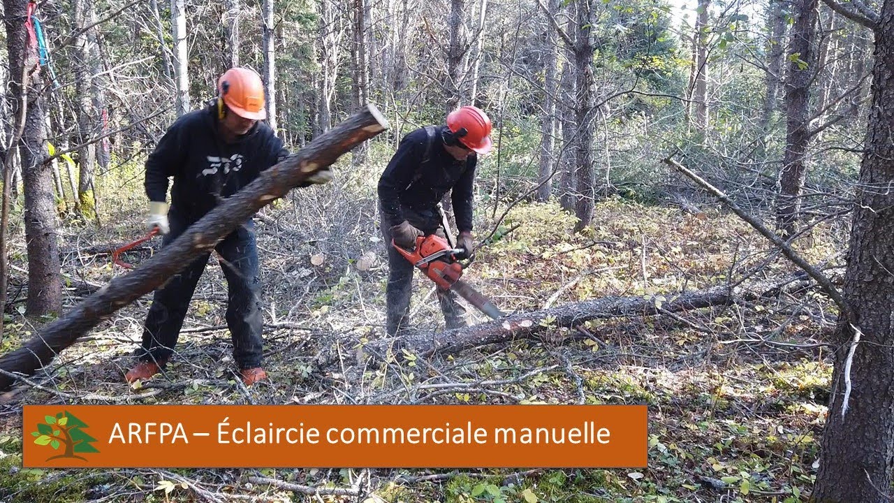 ARFPA - Éclaircie commerciale manuelle