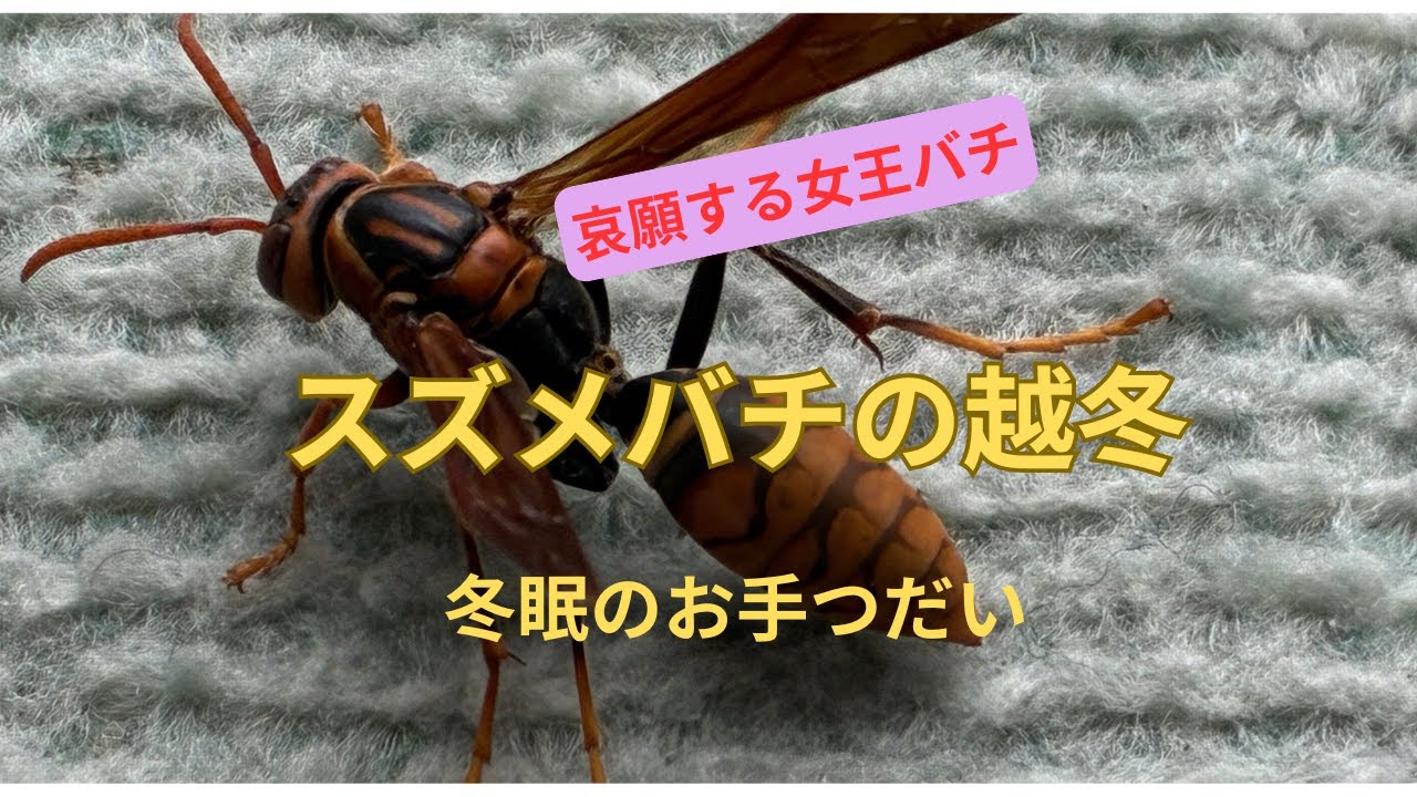 哀願する女王バチ『スズメバチの越冬』（冬眠のお手伝い）