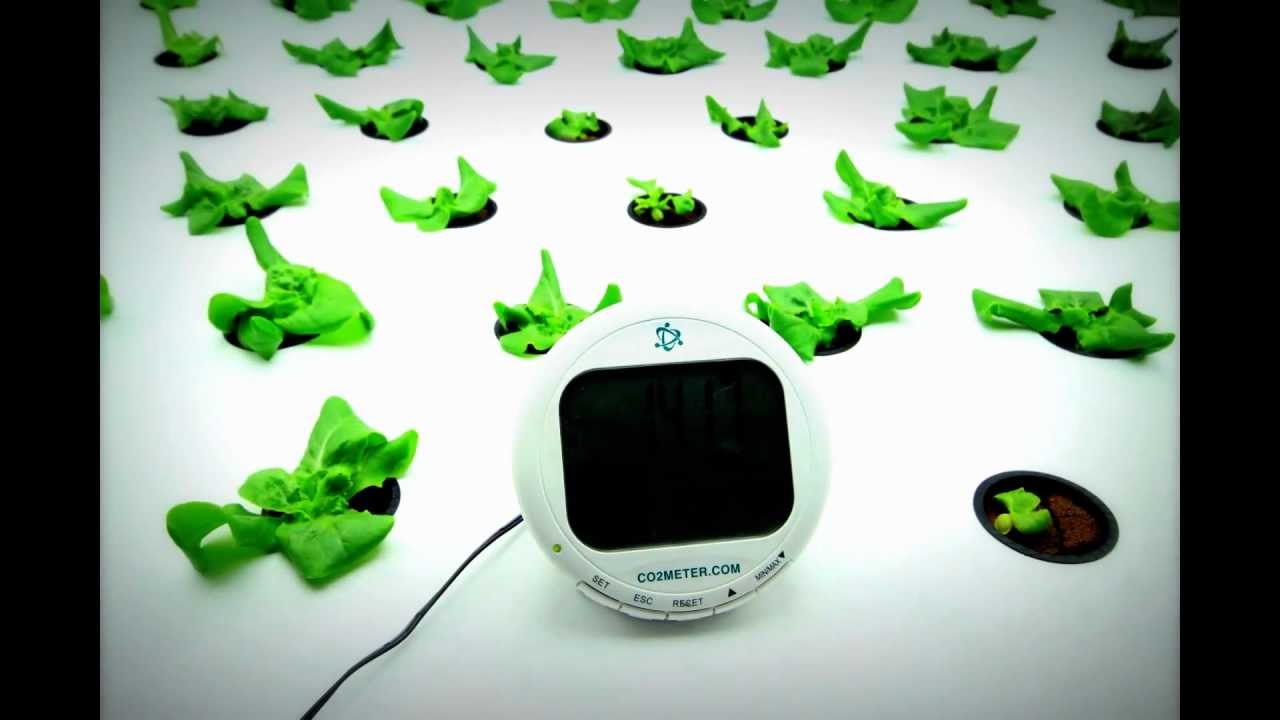 22 Day Lettuce Time Lapse by Indoor Harvest