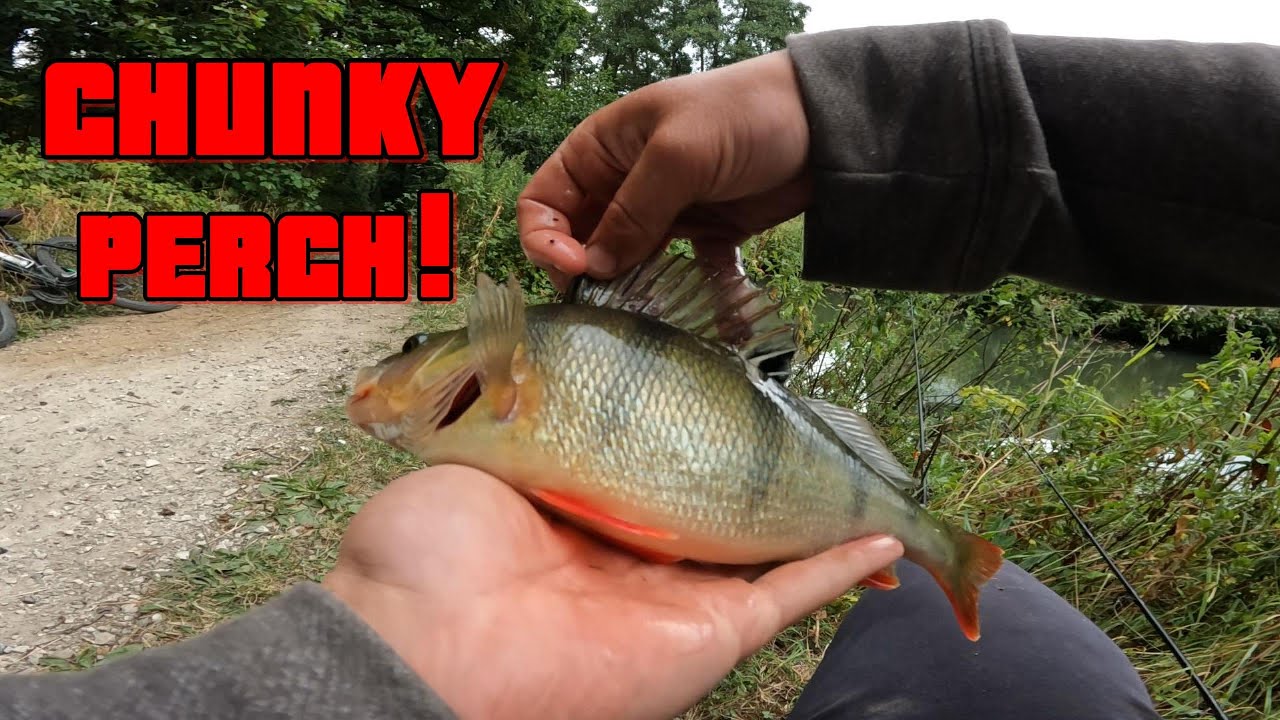 Catching CHUNKY River Perch On Minnow LIVEBAITS!