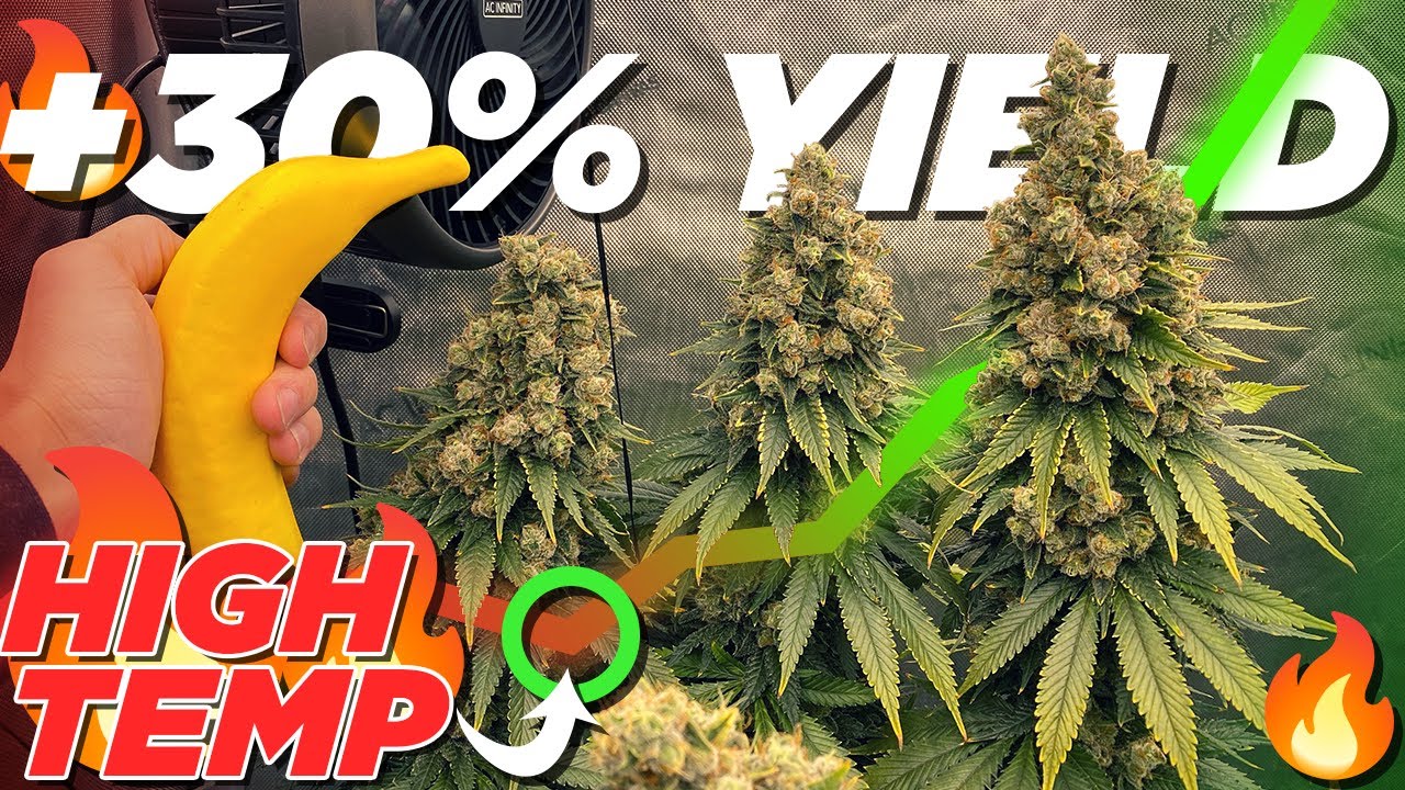 How to Use CO2 For MAXIMUM Yield Potential Indoors