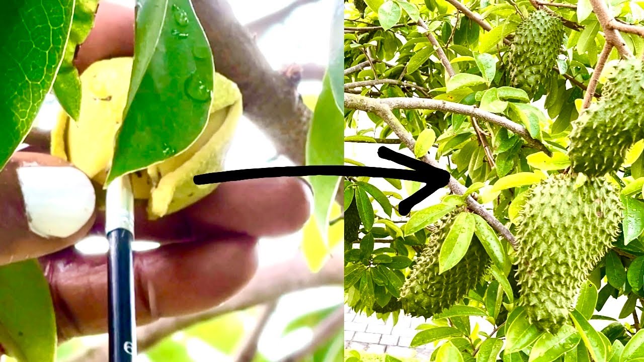 How To Hand Pollinate Soursop Successfully For More Fruits | Growing Soursop | Blossoms With Hope