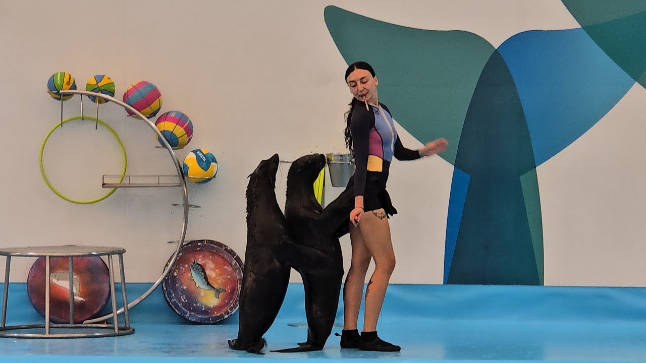 Dorphinarium ดูโลมาโชว์@พัทยา Ep.2 #dolphins #โชว์โลมา #พัทยา