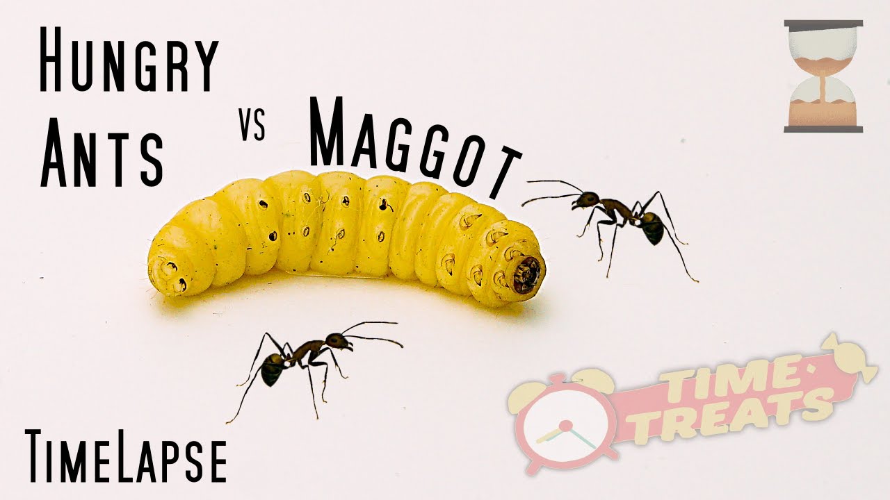 Hungry Ants vs Maggot - Time Lapse Insects