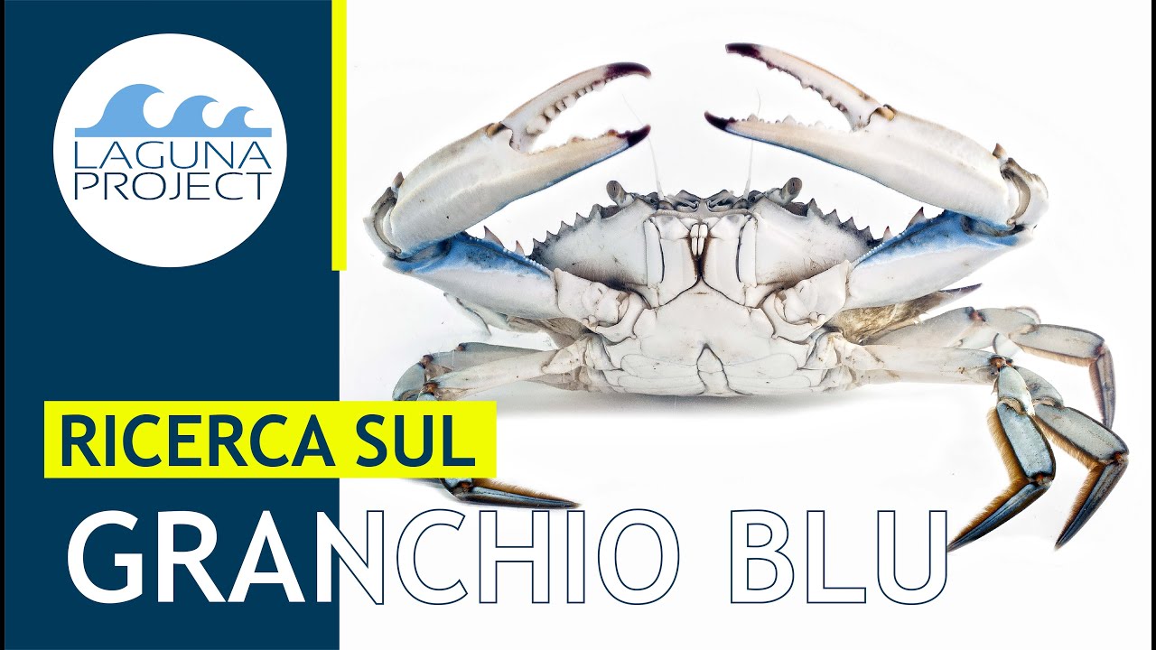 Ricerca sul granchio blu