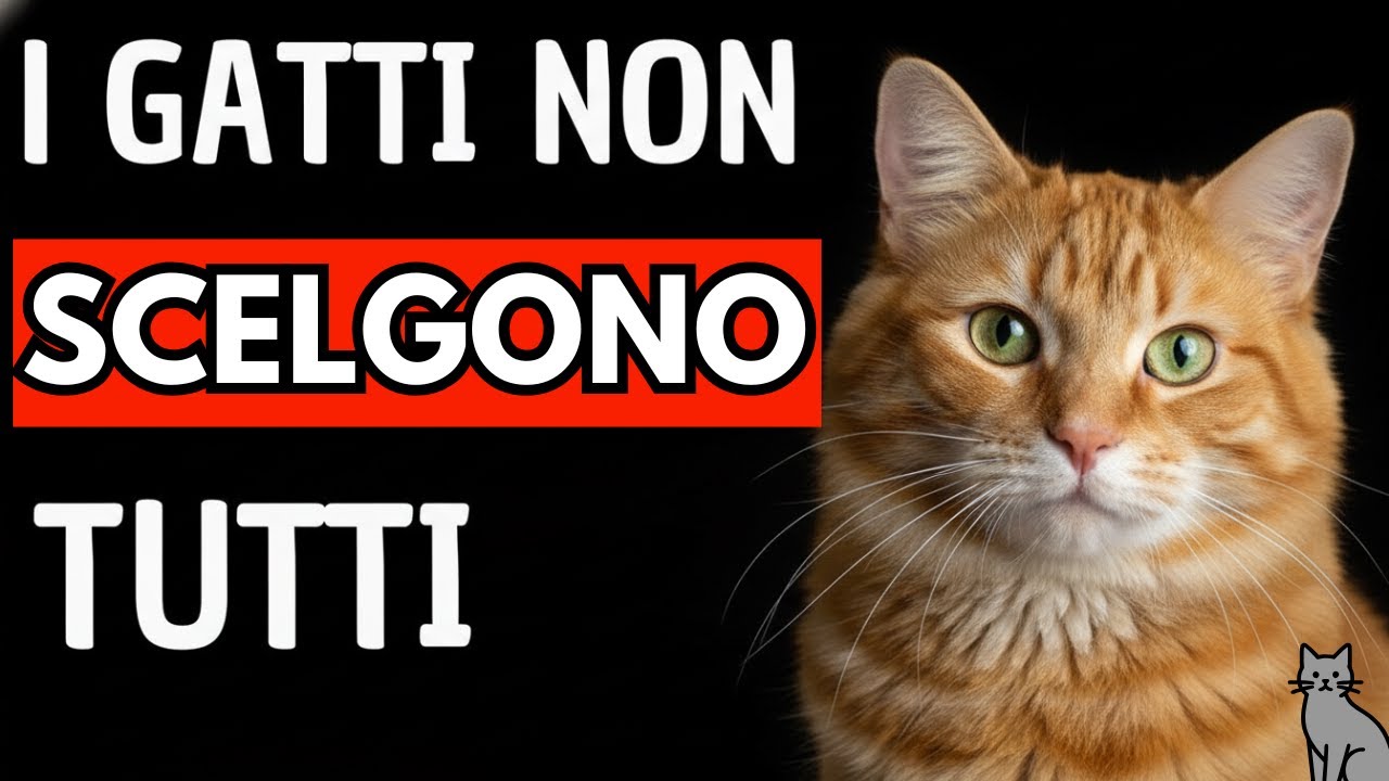 Il vero motivo per cui i gatti scelgono la loro persona preferita
