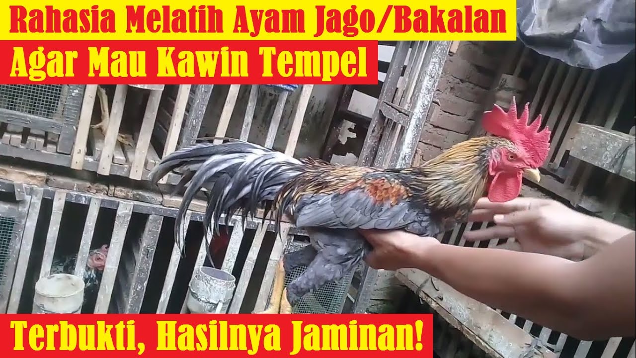 HASILNYA JAMINAN | Begini Cara Melatih Jago agar Mau K4win Tempel
