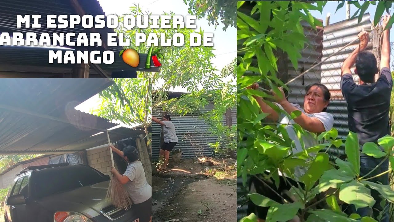 Estoy Trist3 Mi Esposo Quiere Arrancar El Palo De Mango 🥭Ya no Quiere Q Cresca Aquí ☹️ 