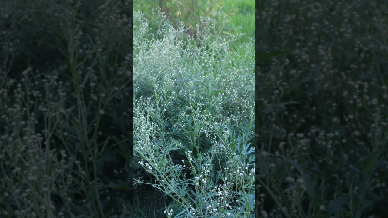 #biology #botany #neet #parthenium #weed