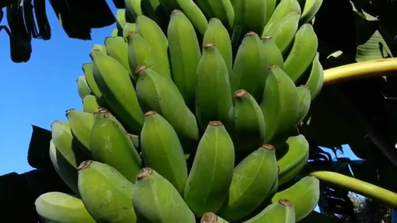 Musa Acuminata -  Banana Tree HD 03