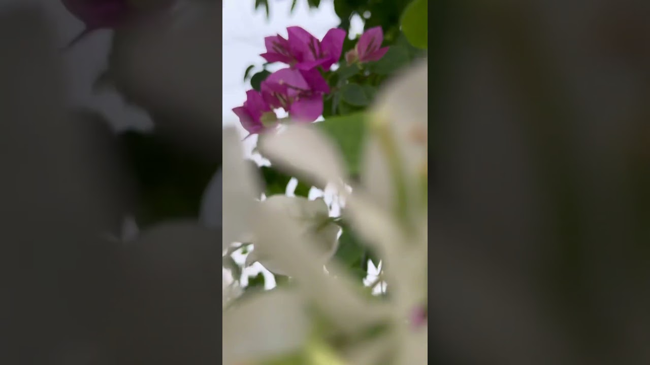 Trả lạ em con đường 