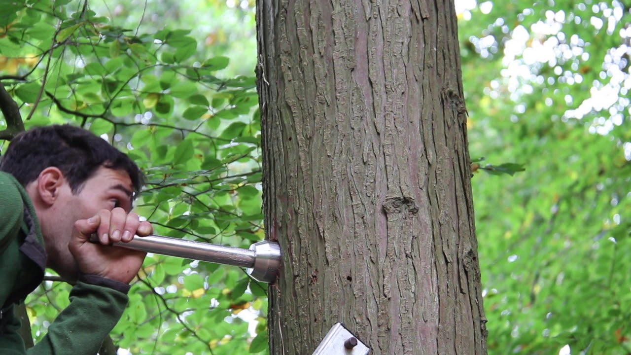Adrénature Innovation ancrage arbre vivant