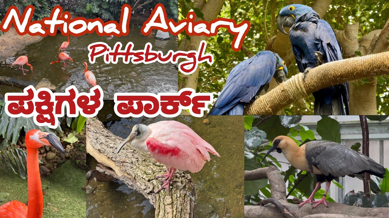 The National Aviary - Bird Zoo Tour | Pittsburgh, PA - USA| 4K relaxing video