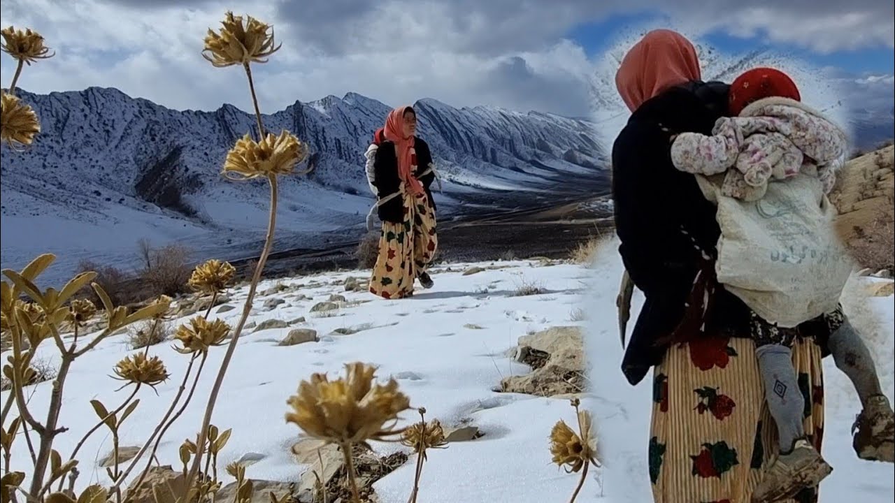 Zari's Resilience: Confronting Nature's Challenges in the Winter Snow ❄️🌲