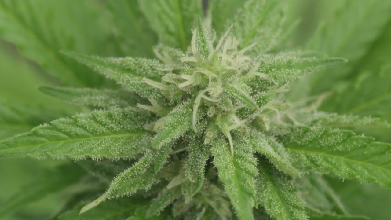 Fargo Pot