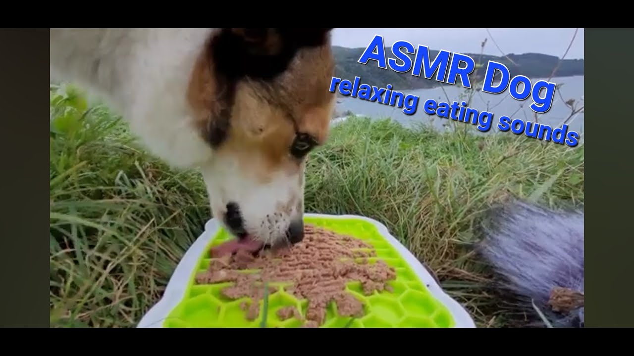 ASMR with a view - dog eating and licking juicy dog food on the lickimat