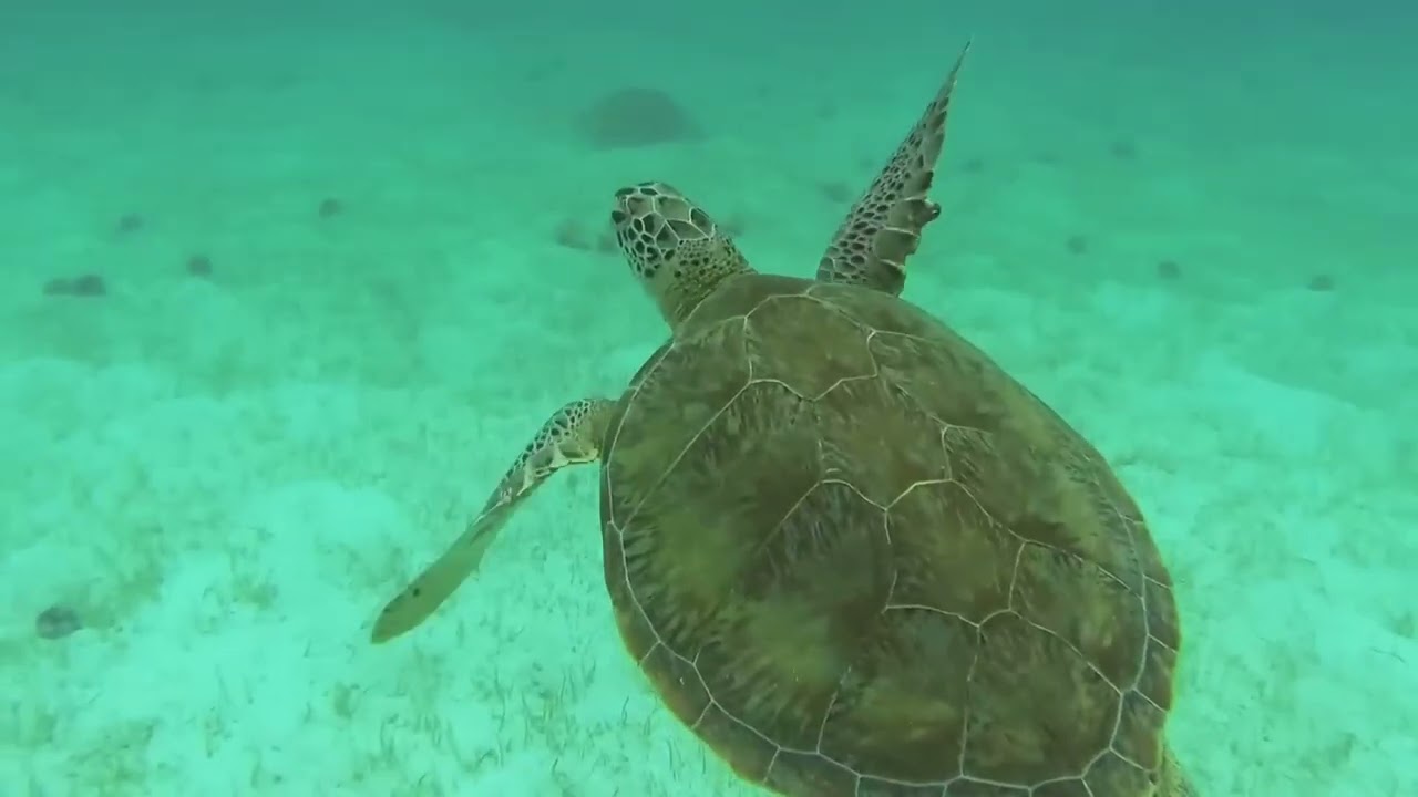 Micro trottoir Es t il dangereux pour la Martinique de se rapprocher de ses voisins de la Caraîbe