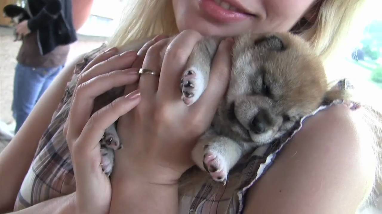 CUTEST PUPPIES SHIBA INU 20 days old