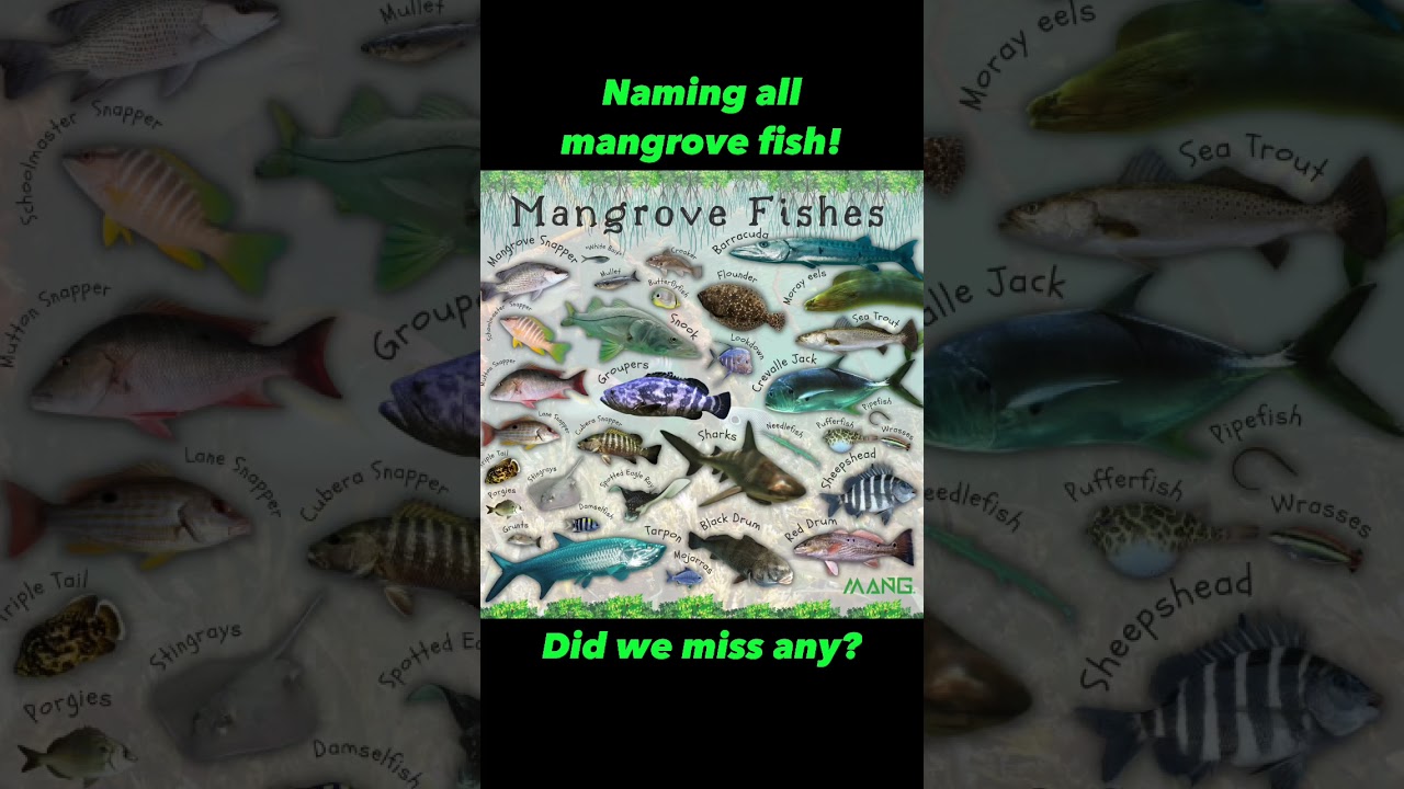 Naming all the mangrove fishes! Did we miss any?
