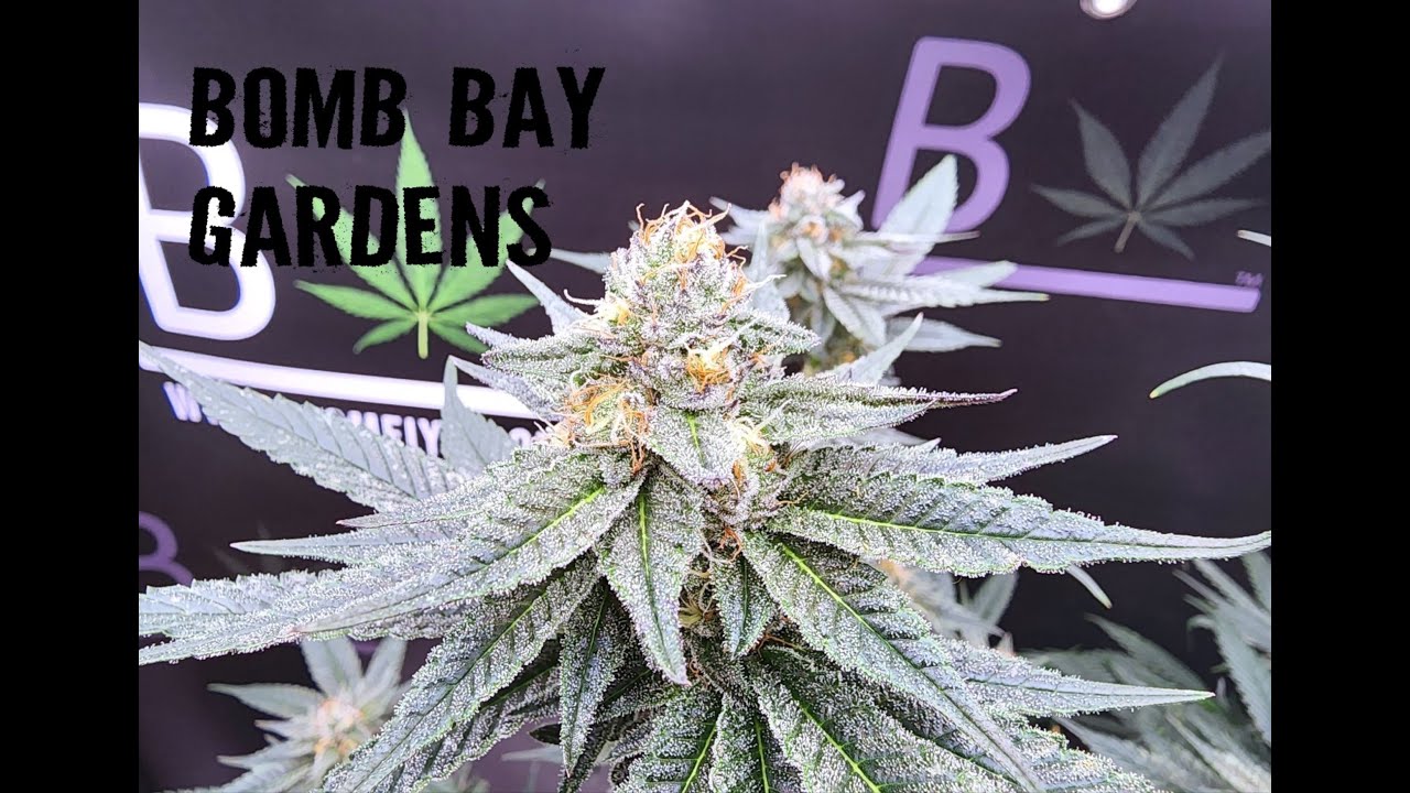 Beleaf Clones Update & Giveaway Winner!!