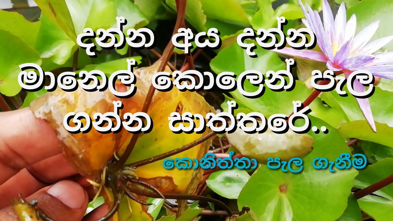 ✔ මානෙල් මල් පැල කොලෙන් බෝ කරන හැටි|මානෙල් මල් රහස්| How to get plant-lets from the leaf